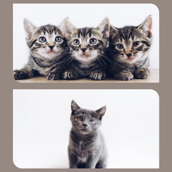 Music for Favorite Kittens - Soprano Sax Solo - Relaxing Music for Cats