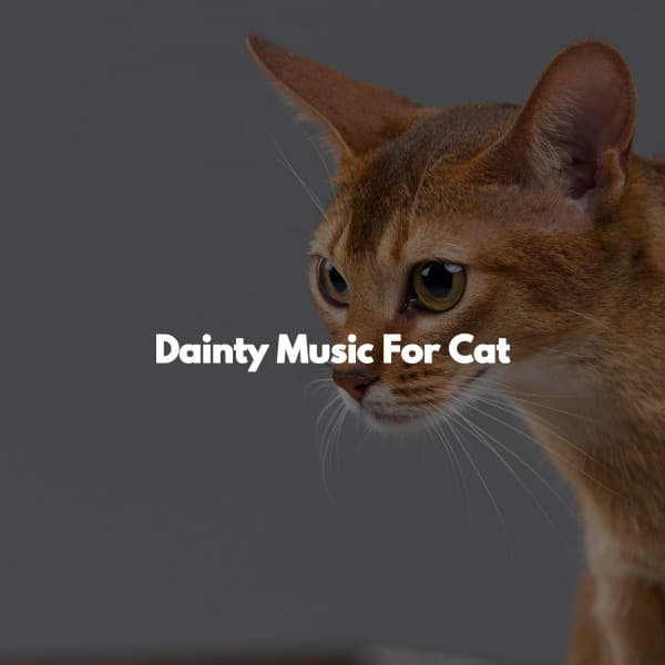 Dainty Music For Cat - Acoustic Cafe Music Background Music
