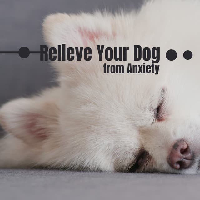 Relieve Your Dog from Anxiety: Calm Music to Relax Your Dog, Therapeutical Music for Pets - Magic New Age Music Masters