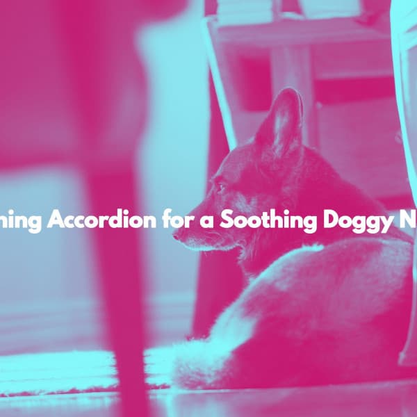 Soothing Accordion for a Soothing Doggy Nuzzle - Música de Trabajo Ambiente