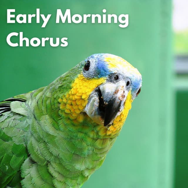 Early Morning Chorus - Nature Sounds for Sleep and Relaxation