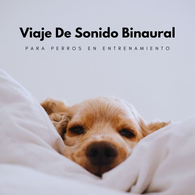 Viaje De Sonido Binaural Para Perros En Entrenamiento - Investigación de ritmos binaurales