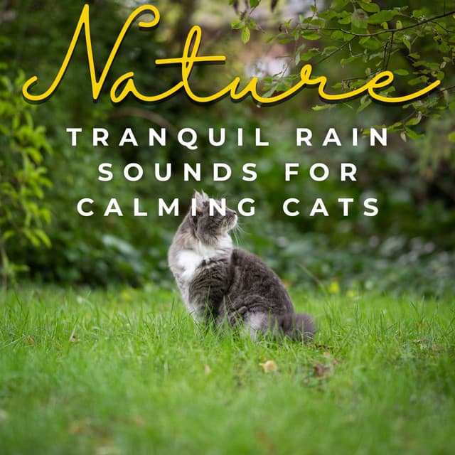 Whiskers & Raindrops: Serene Rain Sounds for Calming Cats - Cat Relaxation