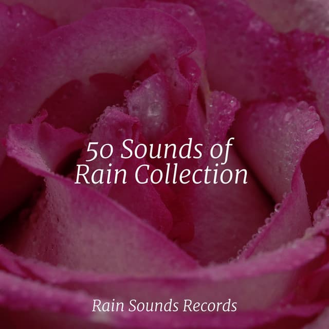 50 Sounds of Rain Collection - Rising Higher Meditation