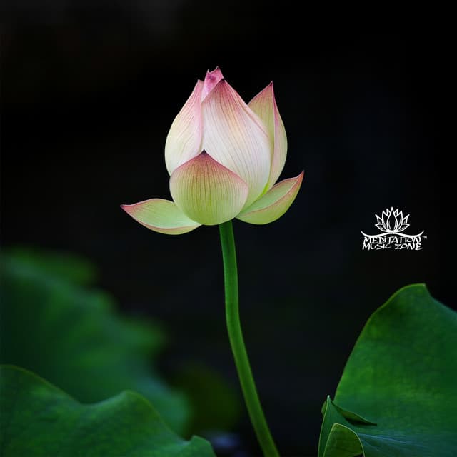 Four-Petaled Healing - Meditation Music Zone