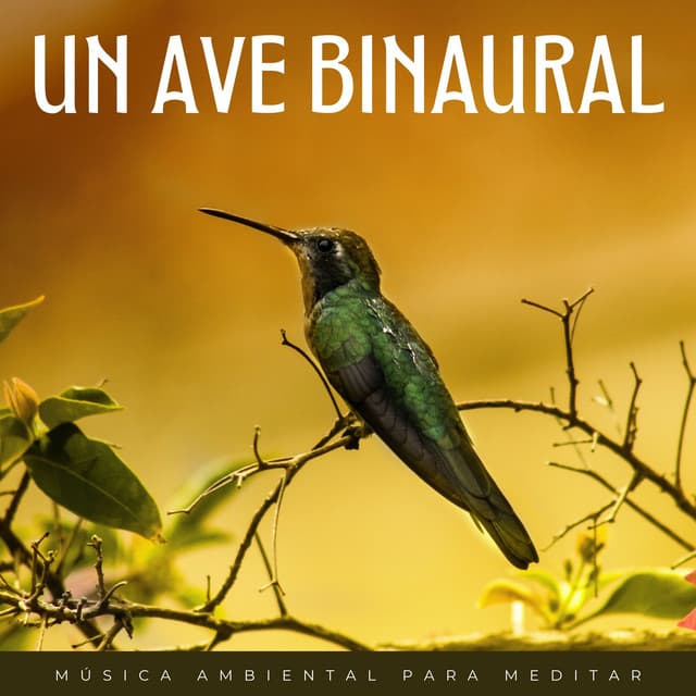 Un Ave Binaural: Música Ambiental Para Meditar - Sonidos De Aves