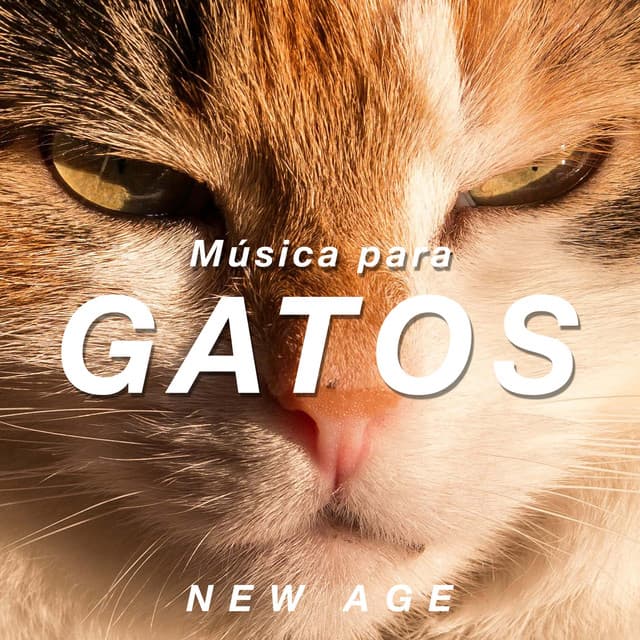 Música para Gatos - Sons Relajantes para Ayudar a Calmar a su Gato com Sons da Natureza - Sons da Natureza & Relaxamento