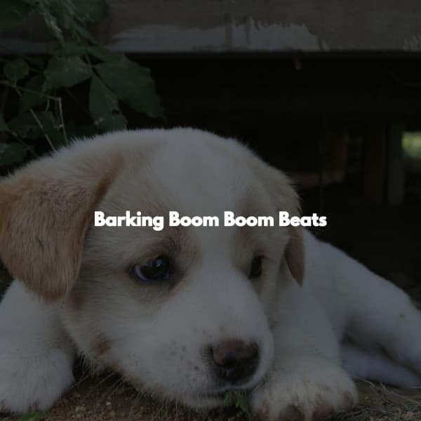 Barking Boom Boom Beats - Afternoon Jazz Playlist