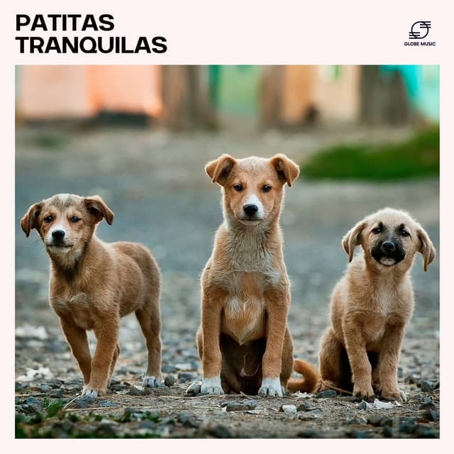 Patitas Tranquilas: Música para Mascotas - Relax para Perrors Maestro