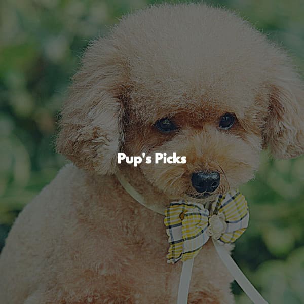 Pup's Picks - Coffee House Lounge VIbes