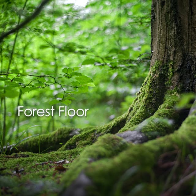 Forest Floor - ASMR Earth