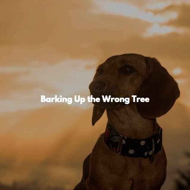 Barking Up the Wrong Tree - Jazz Instrumental Lisboa