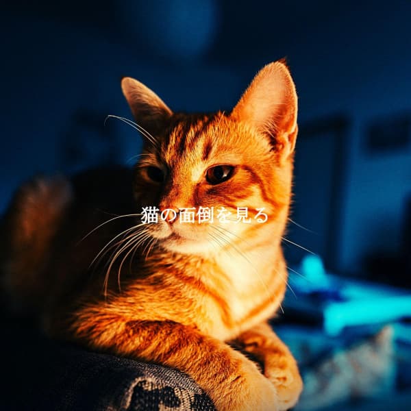 猫の面倒を見る - Jazz for Working