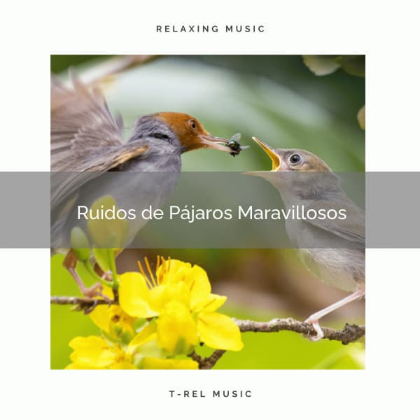 1 Ruidos de Pájaros Maravillosos - Sonidos De Aves