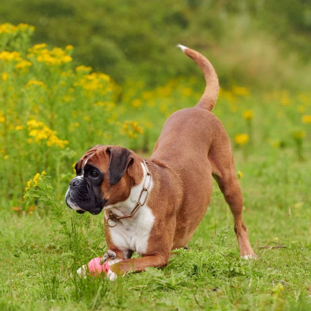 Canine Rain Dance: Ambient Rain Sounds for Joyful Dogs - Sample Rain Library
