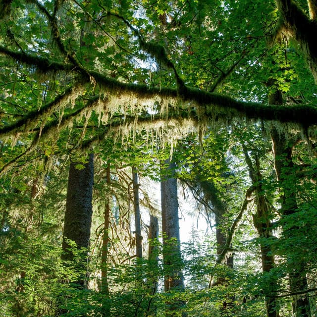 Serenity's Canopy: A Melodic Respite in Nature - Delta Pure Waves