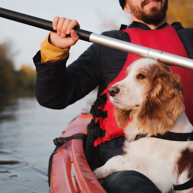 Ambient Water's Serenade for Pets - Rain Sound Studio