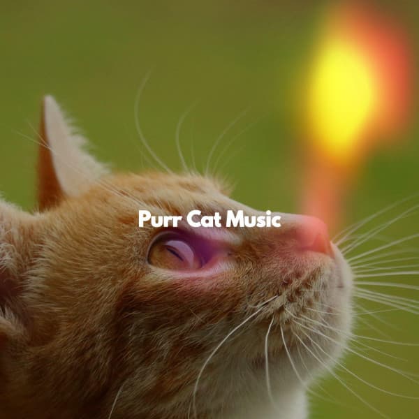 Purr Cat Music - Playlist Musica para Leer