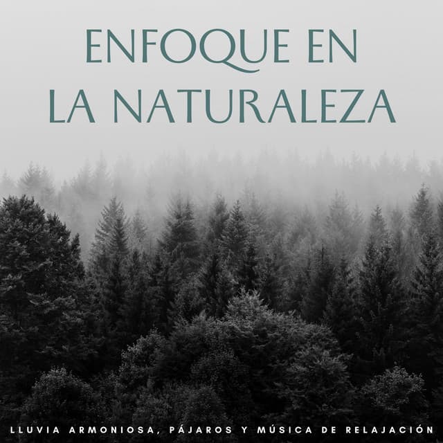 Enfoque En La Naturaleza: Lluvia Armoniosa, Pájaros Y Música De Relajación - Frutas de lluvia