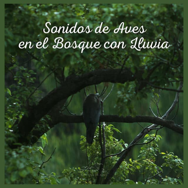 Sonidos de Aves en el Bosque con Lluvia - Sonidos De Aves