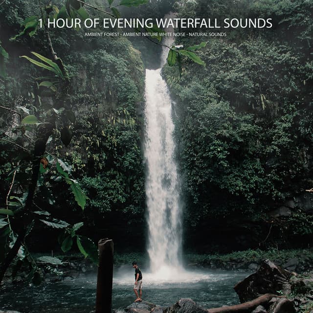 1 Hour of Evening Waterfall Sounds - Ambient Forest