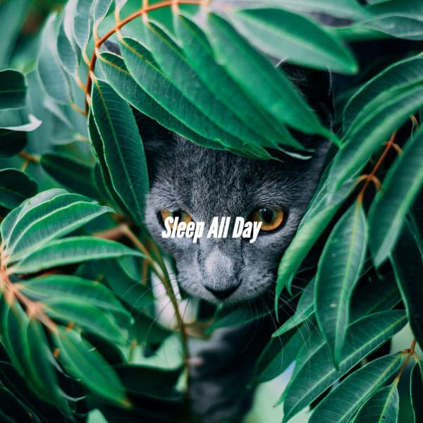 Sleep All Day - Bossanova Jazz