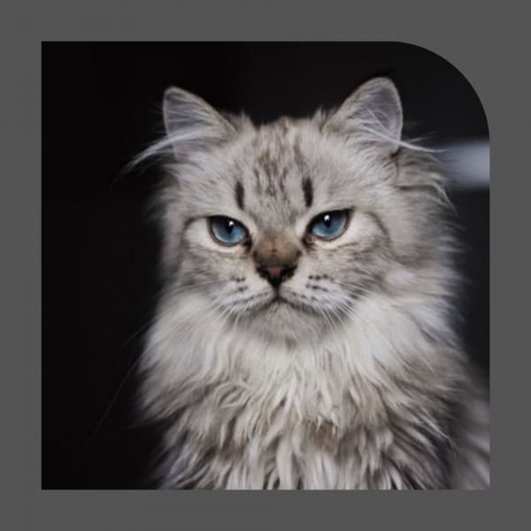 Music for The Cutest Kitten - Cat Relax