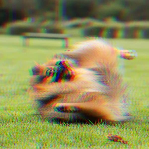 Echoes of Puppy Play Jazz - Calming Dog Jazz Classics