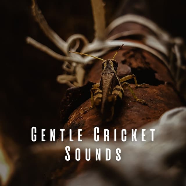 Gentle Cricket Sounds - Natures Orchestra