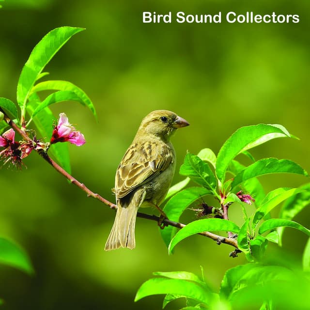 Birds Singing on a Beautiful Clear Day - Bird Sound Collectors