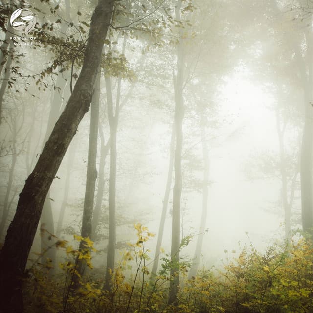 Enchanted Piano Amidst Forest - Mother Nature Ambience
