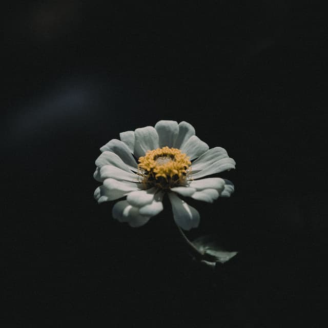 1 Hour of Evening Fountain Recordings - Ambient Forest