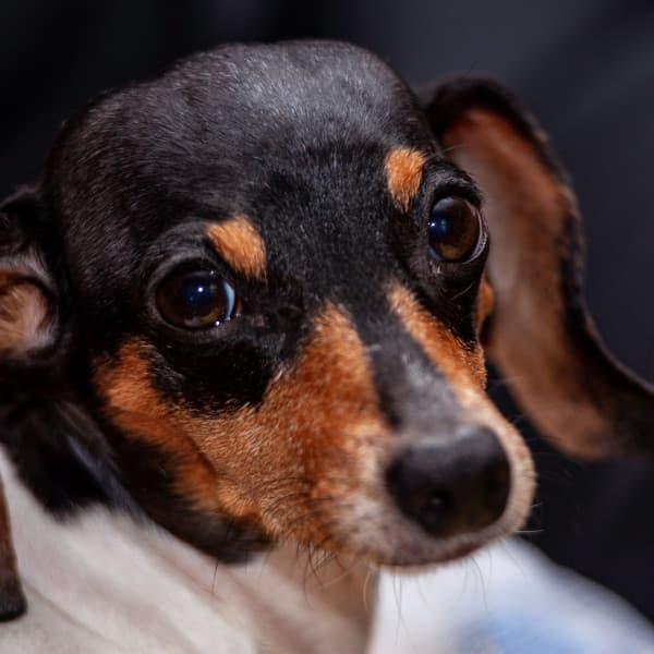 Feelings for Lovely Hounds - Good Dog Music