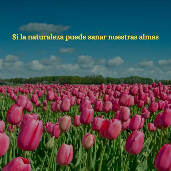 Si la naturaleza puede sanar nuestras almas - Light Dinner & Jazz