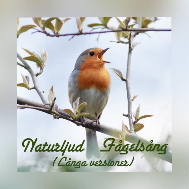 Fågelsång - Naturljud