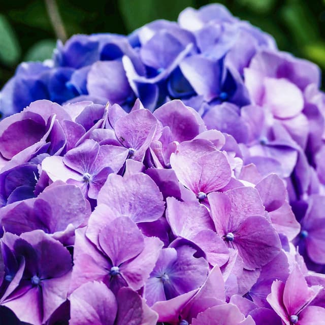 01 Noise Machine: Pure - White Noise Therapy