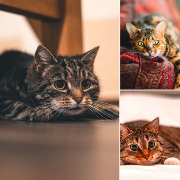 Music for Scratching Kittens - Cat Sleeping Music Project