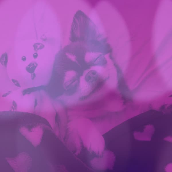 Backdrop for Serene Puppies - Trumpet Jazz - Classy Relaxing Dog Music