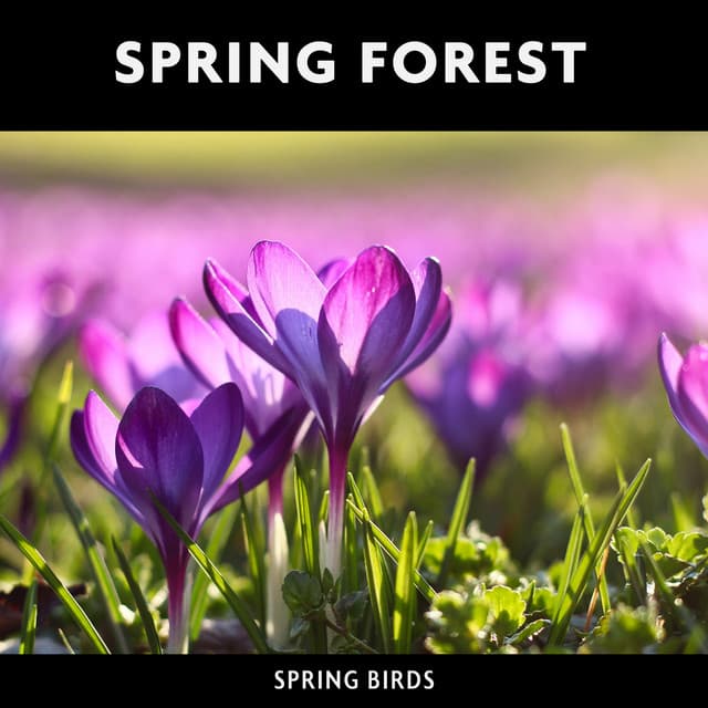 Spring Forest & Spring Birds - Loopable Radiance