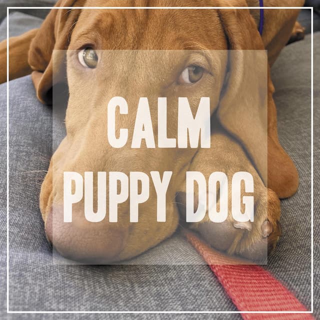 Calming Music for Dogs - Pet Music