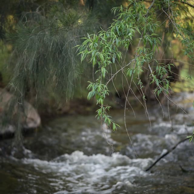 Peaceful Rhythms for Relaxing and Unwinding - Native American Coyote