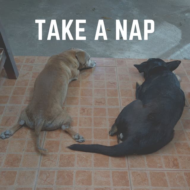 Take a Nap - Sleeping Music For Dogs