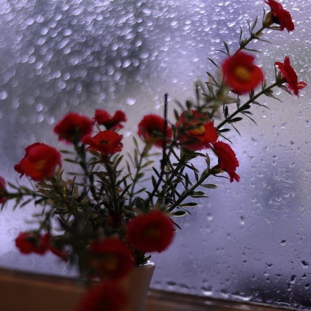 Piano Man Help Me Sleep - Heavenly Realms