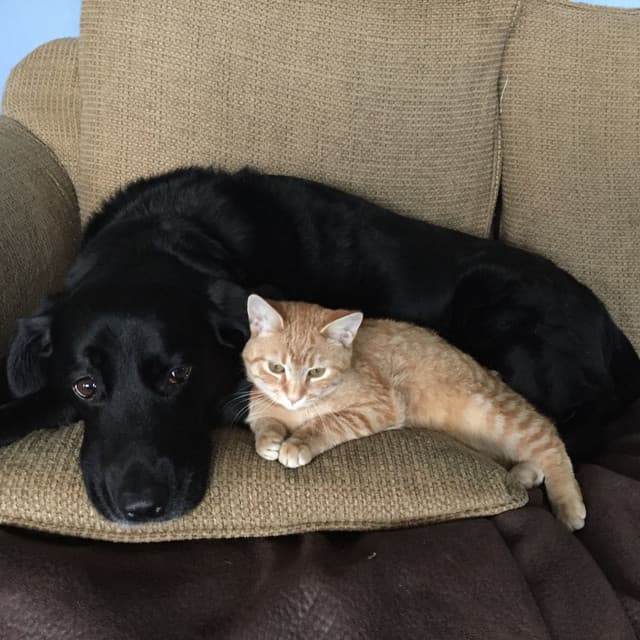 Cozy Companions: Tranquil Nature Rain Music for Pets' Relaxation - Rain Paris