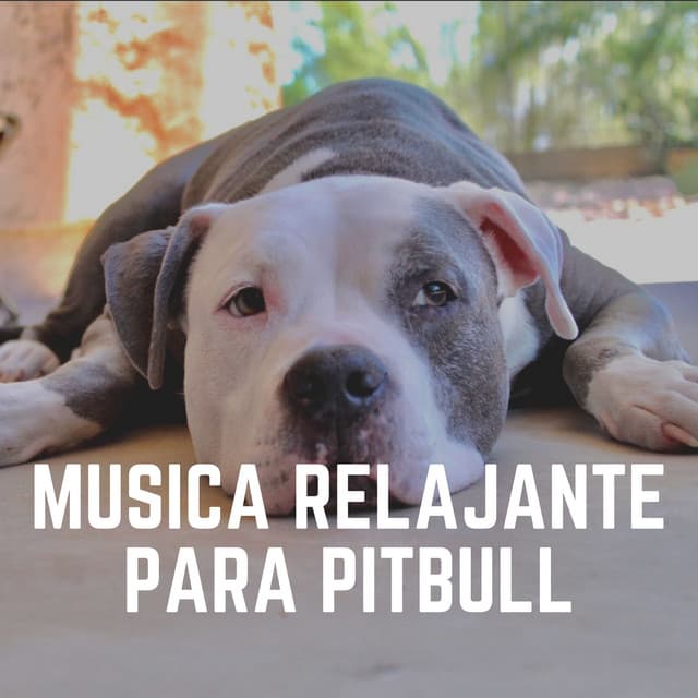 Musica Relajante para Pitbull - Mascotas tranquilas