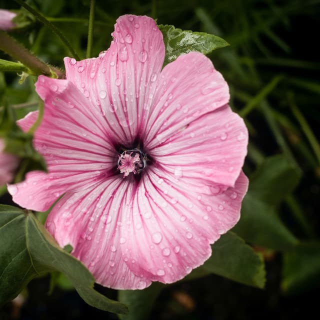 12AM Showers: Balance & Composure - Meditation Rain Sounds