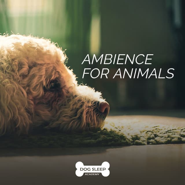 Ambience for Animals - Dog Sleep Academy