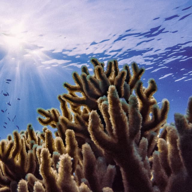 1 Coastal Night: Serene Waters - Seascapers