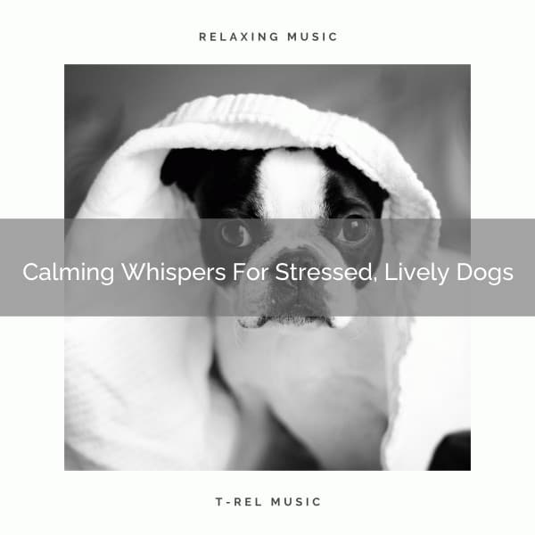 Calming Whispers For Stressed, Lively Dogs - Pets Relax