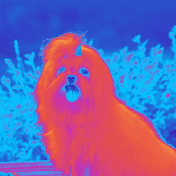 Backdrop for Doggy Anxieties - Calming Dog Jazz Classics